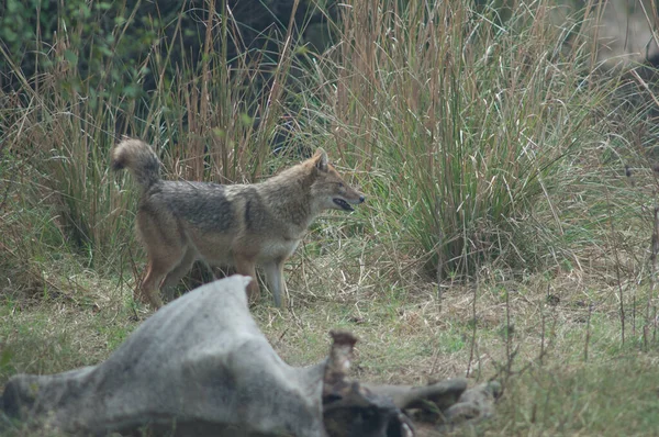 Золотий Шакал Canis Aureus Indicus Поруч Мертвим Зебу Національний Парк — стокове фото