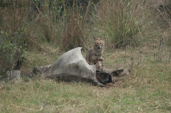 Golden Jackal Canis Aureus Indicus Feeding Dead Zebu Keoladeo Ghana — Stock Photo, Image