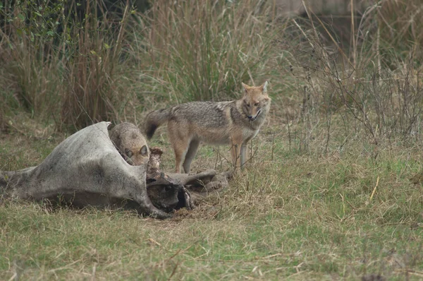 Golden Jackals Canis Aureus Indicus Feeding Dead Zebu Keoladeo Ghana — Stock Photo, Image