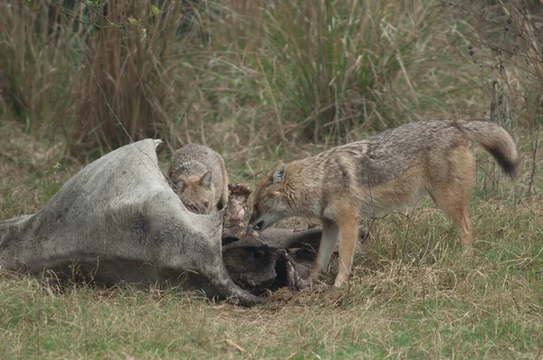 Chacales Dorados Canis Aureus Indicus Comiendo Zebú Muerto Parque Nacional —  Fotos de Stock