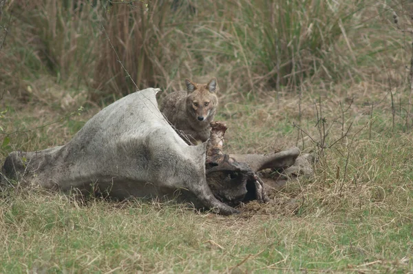 Chacal Dorado Canis Aureus Indicus Alimentándose Zebú Muerto Parque Nacional — Foto de Stock