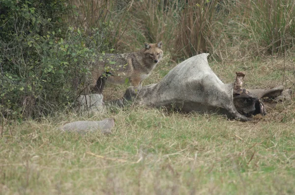 Chacal Dorado Canis Aureus Indicus Junto Zebú Muerto Una Mangosta — Foto de Stock