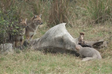 Altın çakallar Canis aureus indicus ve Hintli gri firavun faresi Herpestes Edwardsii ölü bir zebu 'nun yanında. Keoladeo Gana. Bharatpur. Rajasthan. Hindistan.