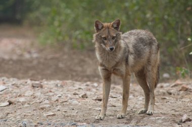 Altın çakal Canis Aureus indicus. Keoladeo Gana Ulusal Parkı. Bharatpur. Rajasthan. Hindistan.