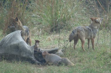 Altın çakallar Canis aureus indicus ve Hintli gri firavun faresi Herpestes Edwardsii ölü zebu 'nun yanında.