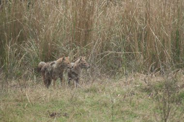 Keoladeo Gana Ulusal Parkı 'nda Altın Çakallar.