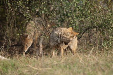 Keoladeo Gana Ulusal Parkı 'nda Altın Çakallar.