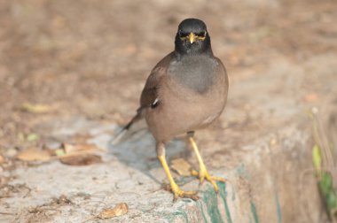 Yaygın Myna Tristis duvarda.
