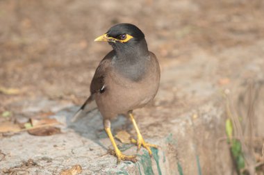 Yaygın Myna Tristis duvarda.