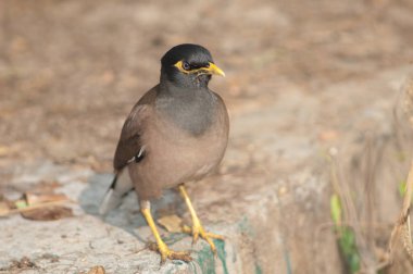 Yaygın Myna Tristis duvarda.