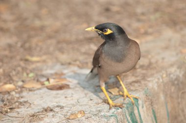 Yaygın Myna Tristis duvarda.