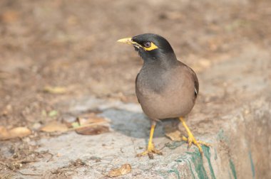 Yaygın Myna Tristis duvarda.