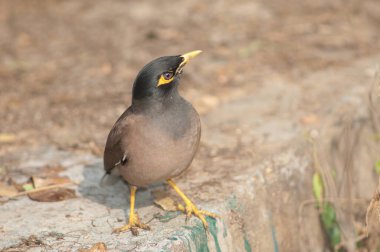 Yaygın Myna Tristis duvarda.