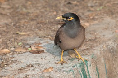 Yaygın Myna Tristis duvarda.