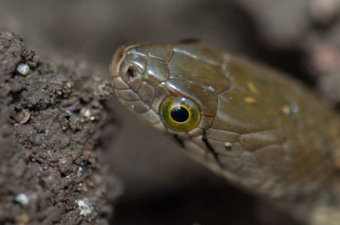 Kareli omurgalı Xenochrophis işeyicisi yere düştü..