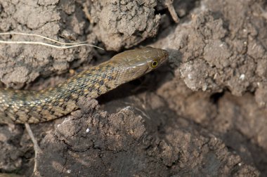 Kareli omurgalı Xenochrophis işeyicisi yere düştü..