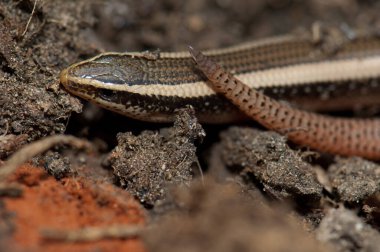 Bronz çimenler Eutropis macularia 'yı yere seriyor..