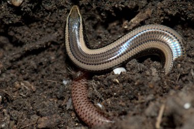 Bronz çimenler Eutropis macularia 'yı yere seriyor..