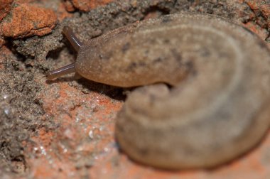 Keoladeo Gana Ulusal Parkı 'nda deri yapraklı sümüklü böcek..