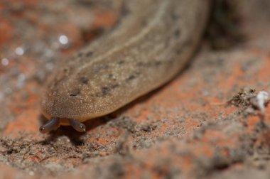 Keoladeo Gana Ulusal Parkı 'nda deri yapraklı sümüklü böcek..