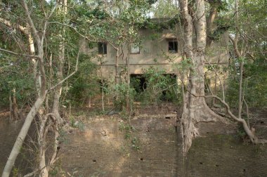 Keoladeo Gana Milli Parkı 'ndaki orman tarafından işgal edilen bina..