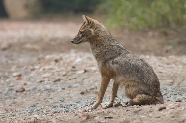 Золотий шакал Canis aureus indicus сидячи на землі. — стокове фото