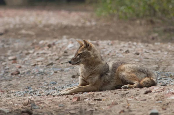 Золотий шакал Canis aureus indicus лежить на землі. — стокове фото