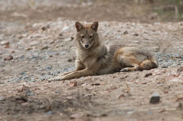 Золотий шакал Canis aureus indicus лежить на землі. — стокове фото