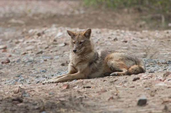 Золотий шакал Canis aureus indicus лежить на землі. — стокове фото