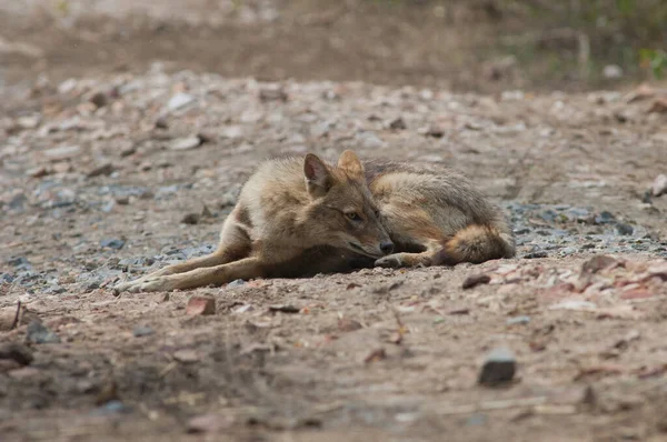 Chacal dorado Canis aureus indicus tendido en el suelo. — Foto de Stock