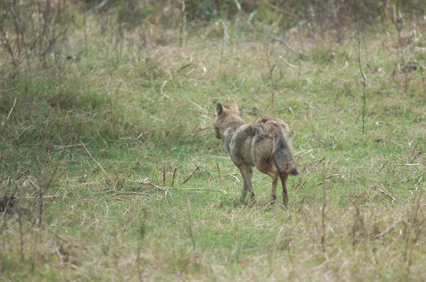 Золотий шакал Canis aureus indicus віддаляється. — стокове фото