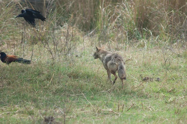 Золотой шакал Canis aureus indicus преследует крупноклювую ворону Corvus macrorhynchos. — стоковое фото