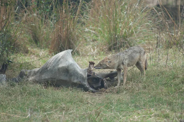 Golden jackal feeding of a dead zebu. — Stock Photo, Image