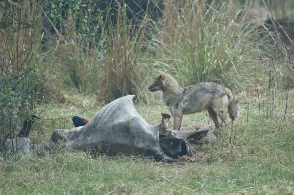 Chacal dorado alimentando a un zebú muerto. —  Fotos de Stock