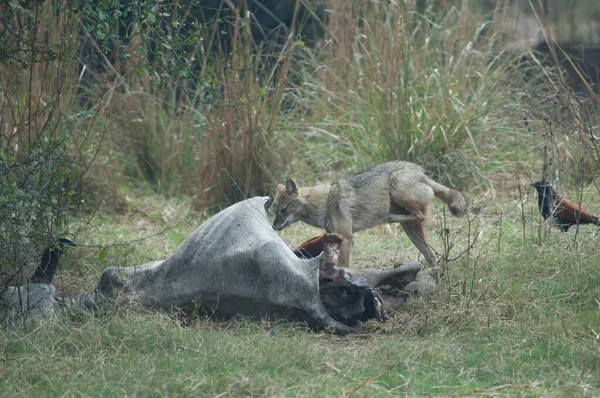 Goldschakal Canis aureus indicus kratzt neben totem Zebu. — Stockfoto