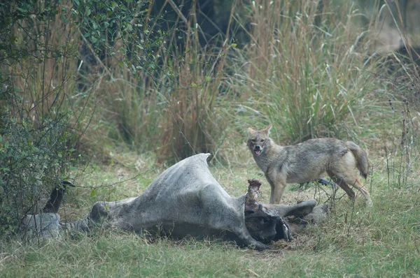 Chacal dorado alimentando a un zebú muerto. — Foto de Stock