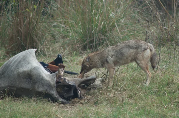 Golden jackal Canis aureus indicus eating a dead zebu. — Stock Photo, Image