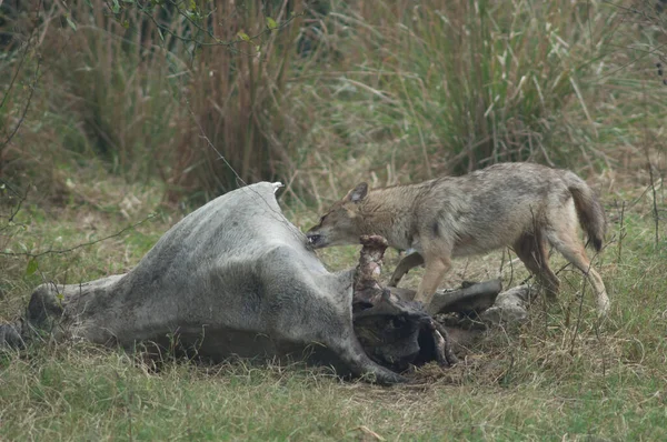 Chacal dorado Canis aureus indicus comiendo un zebú muerto. — Foto de Stock