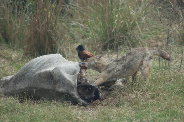 Chacal dorado Canis aureus indicus comiendo un zebú muerto. — Foto de Stock