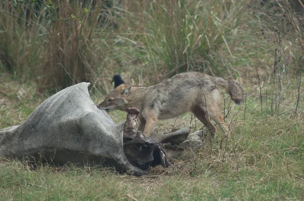 Chacal dorado Canis aureus indicus comiendo un zebú muerto. —  Fotos de Stock