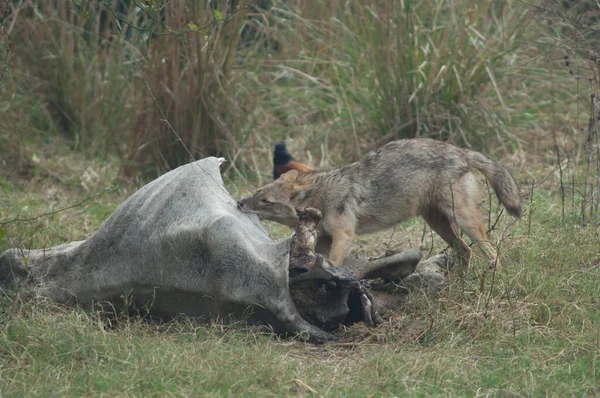 Chacal dorado Canis aureus indicus comiendo un zebú muerto. — Foto de Stock