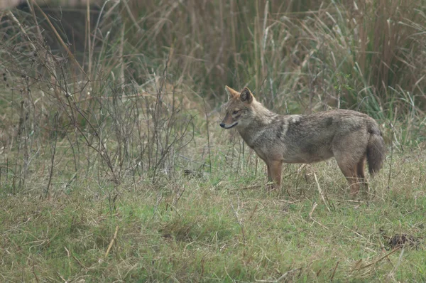 Golden jackal Canis aureus indicus in Keoladeo Ghana National Park. — стокове фото