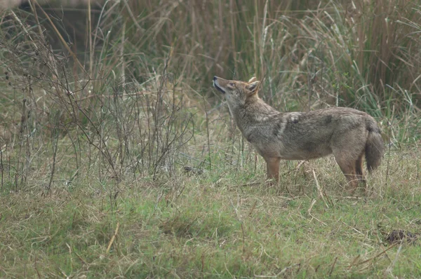 Chacal dourado Canis aureus indicus no Parque Nacional Keoladeo Gana. — Fotografia de Stock