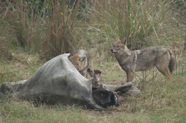 Golden jackals feeding of a dead zebu. — Stock Photo, Image