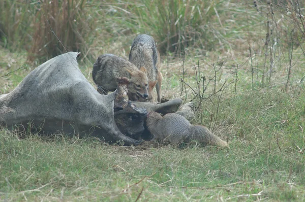 Chacal dorado frente a una mangosta gris india junto a un zebú muerto. —  Fotos de Stock