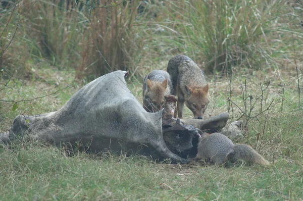 Goldschakale Canis aureus indicus und Indische Graumungo Herpestes edwardsii fressen ein totes Zebu. — Stockfoto
