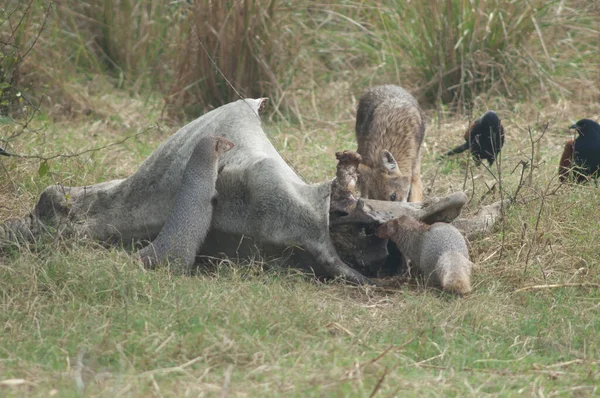 Gyllene schakaler och indiska grå munkar äter en död zebu. — Stockfoto