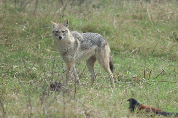 Keoladeo Gana Ulusal Parkı 'nda Altın Çakal Canis Aureus zanlısı. — Stok fotoğraf