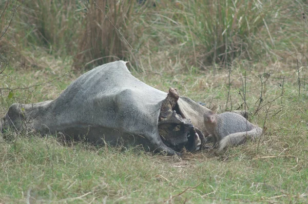 Indian grey mongoose Herpestes edwardsii next to a dead zebu. — Stock Photo, Image