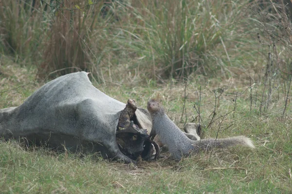 Indischer Mungo Herpestes edwardsii neben einem toten Zebu. — Stockfoto